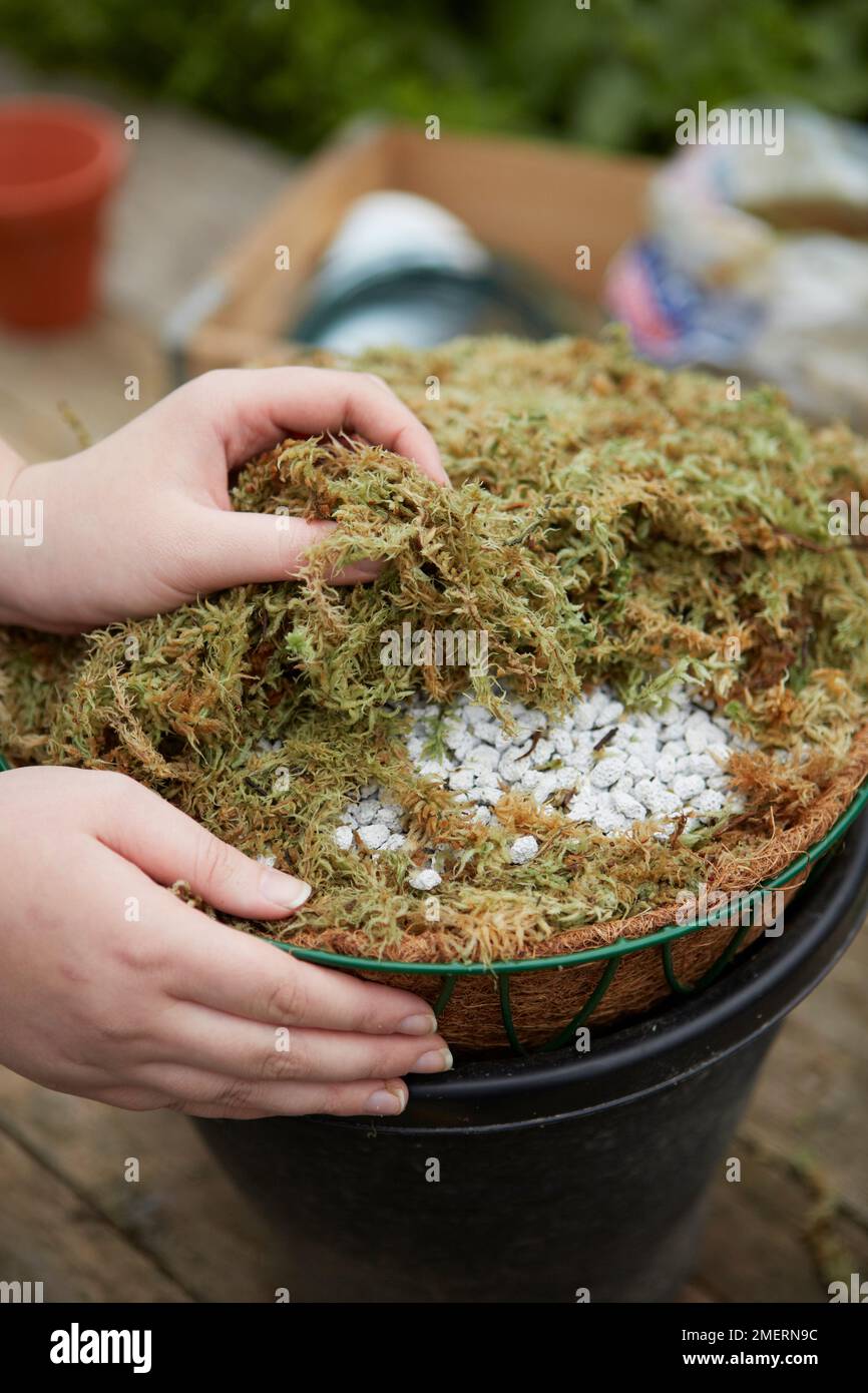 Dried sphagnum moss hi-res stock photography and images - Alamy