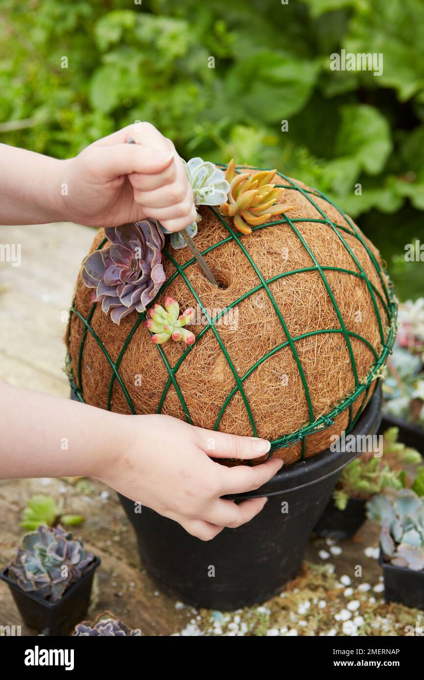 Succulent hanging ball, piercing hanging basket moss with dibber Stock Photo