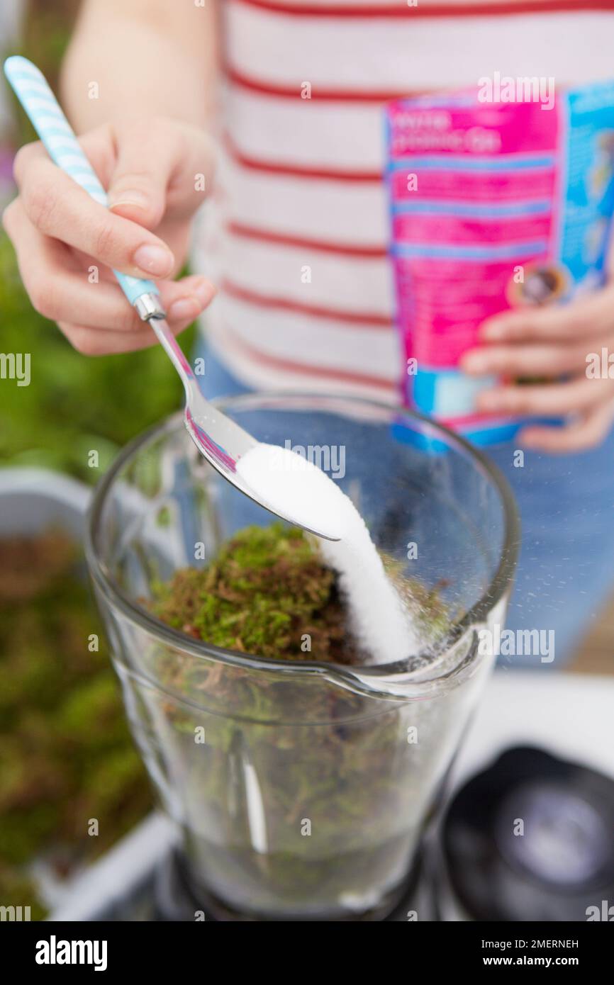 Adding sugar to buttermilk and moss mixture, to make paint mixture for