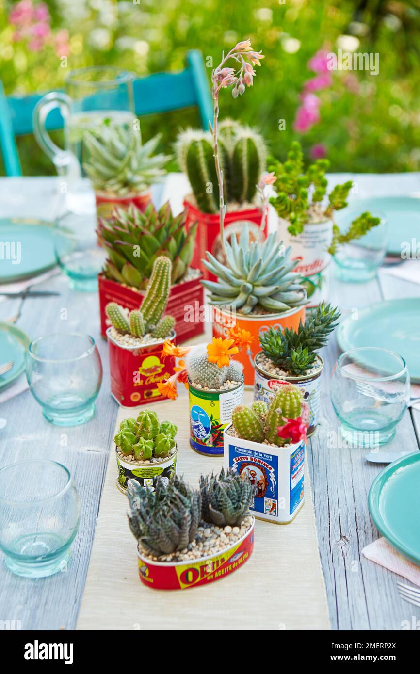 Selection of Mexican style tin can cacti planters decorating centre of a laid table Stock Photo