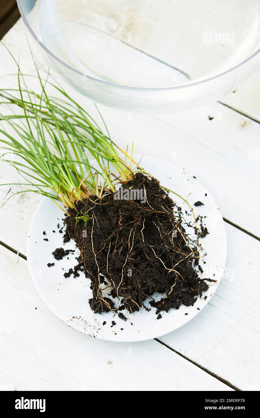 Table top water garden, removing soil from roots of aquatic plant Stock