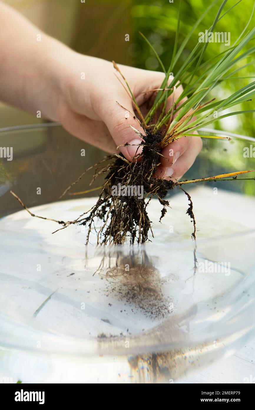 Table top water garden, positioning plant Stock Photo Alamy