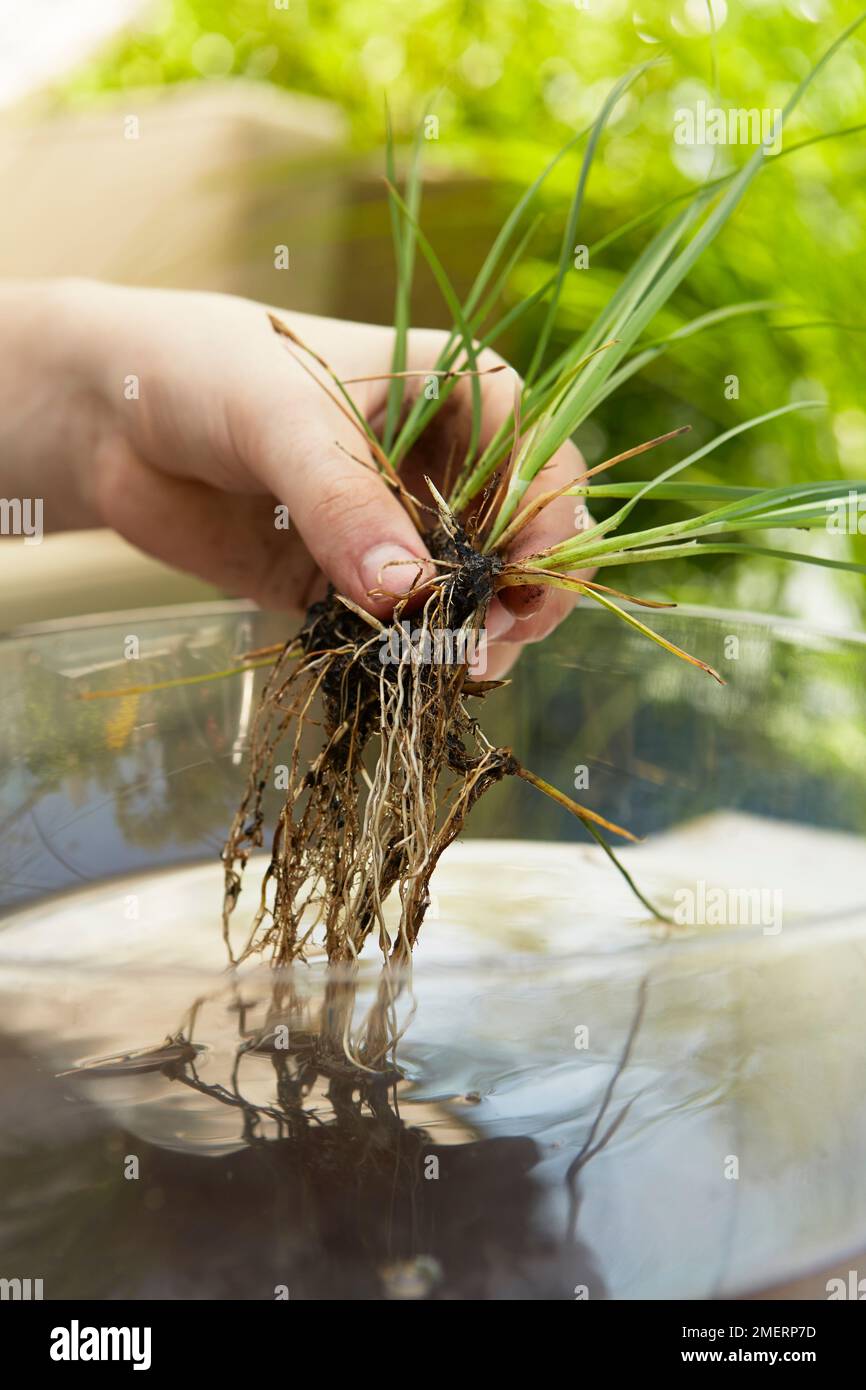 Table top water garden, positioning plants Stock Photo Alamy