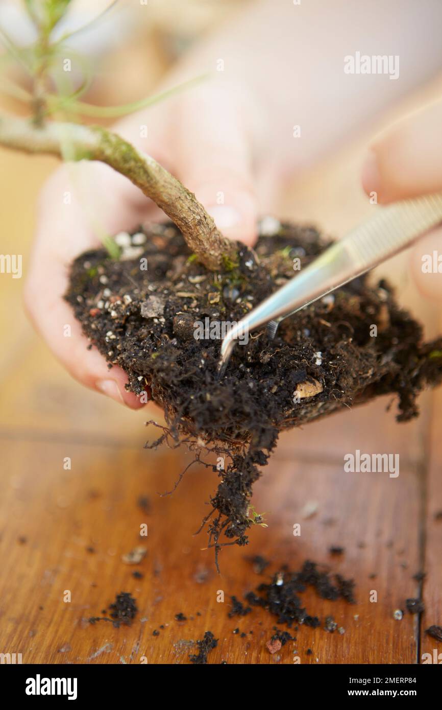 Instant bonsai tree, Pinus thunbergii (Japanese Black Pine), removing soil from surface of roots Stock Photo