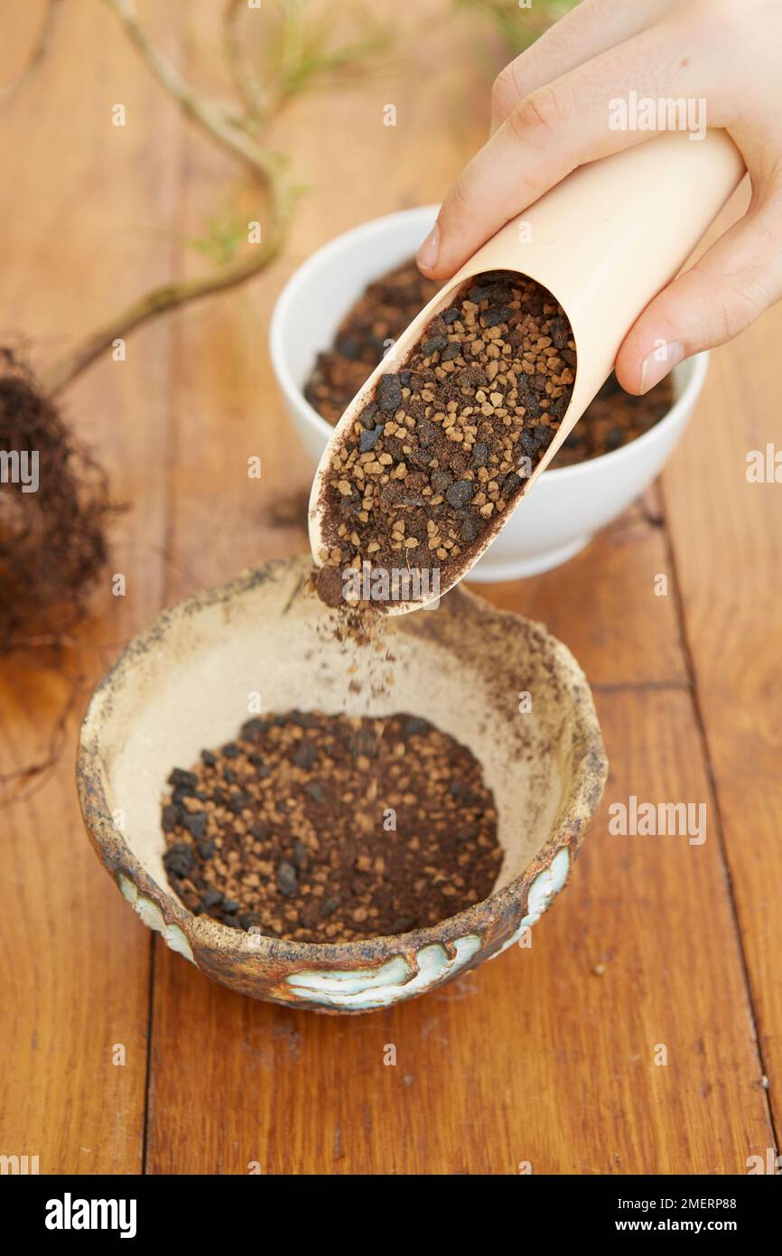 Pouring bonsai soils into pot, black lava, acadama and keto Stock Photo