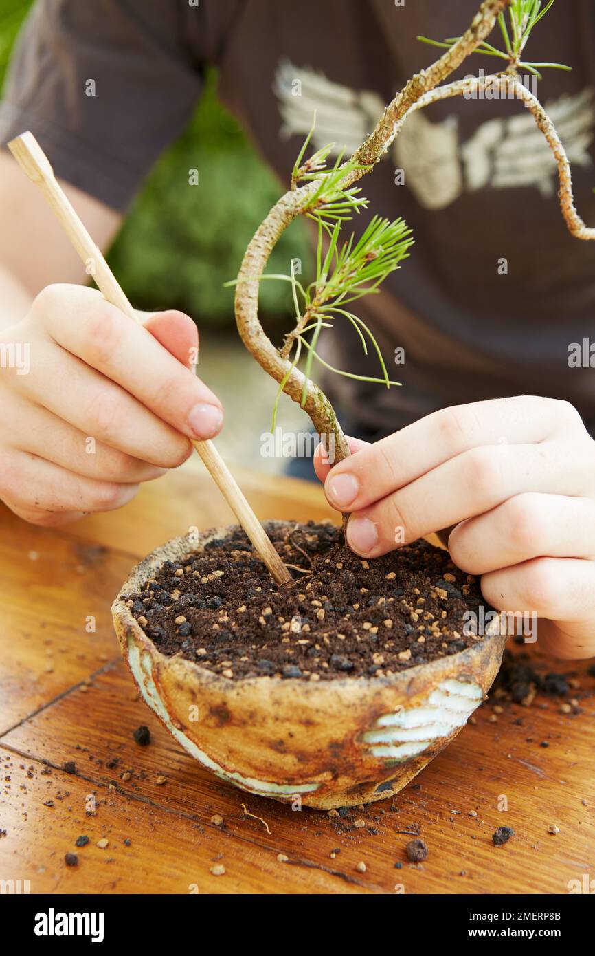 Instant bonsai tree, Pinus thunbergii (Japanese Black Pine), filling soil around plant using dibber Stock Photo