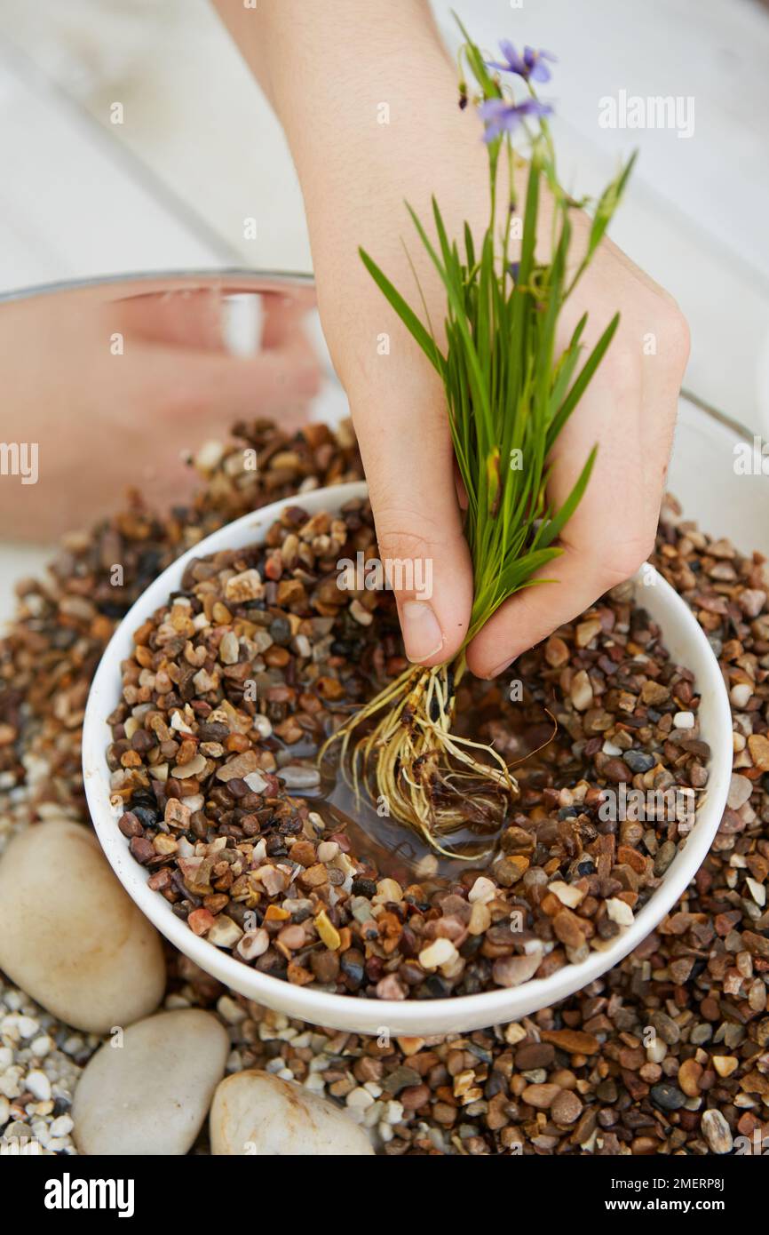 Table top water garden, planting Eichhornia crassipes Stock Photo Alamy