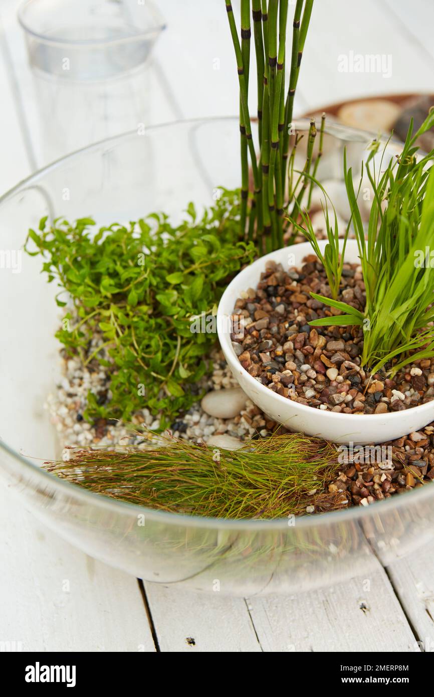 Table top water garden without water, Eichhornia crassipes, Eleocharis acicularis, Equisetum