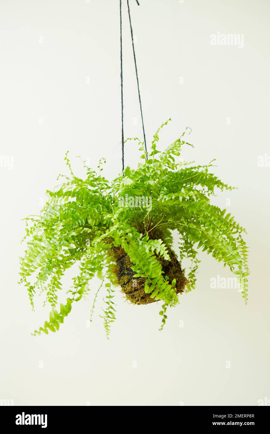 Hanging plants indoor hires stock photography and images Alamy