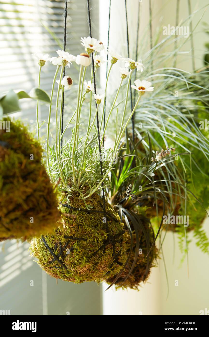 Kokedama hanging plants, Rhodanthemum 'African Eyes' (Moroccan Daisy) Stock Photo