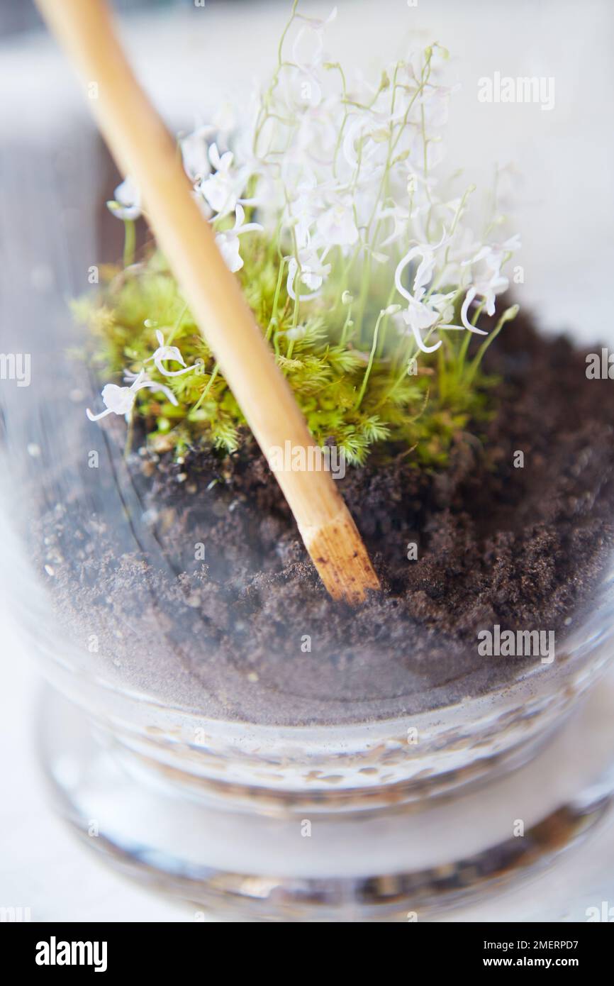 Terrarium, placing plant using dibber Stock Photo