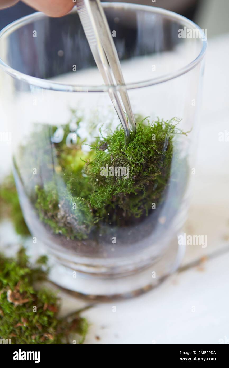Terrarium, filling moss around plants Stock Photo Alamy