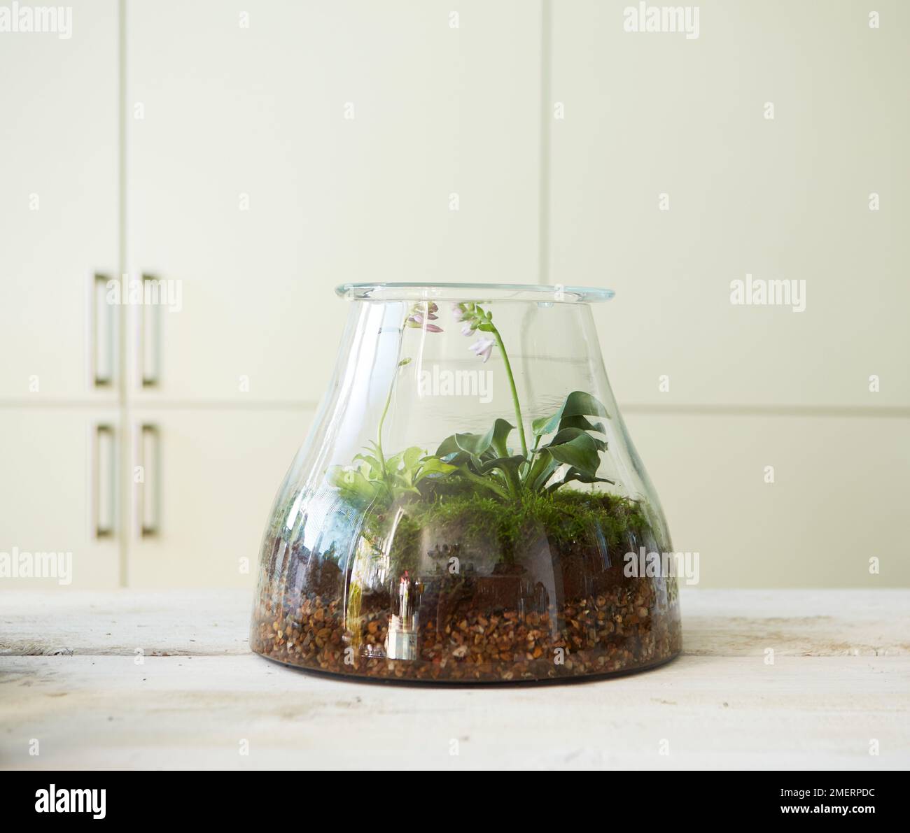 Terrarium indoor hires stock photography and images Alamy