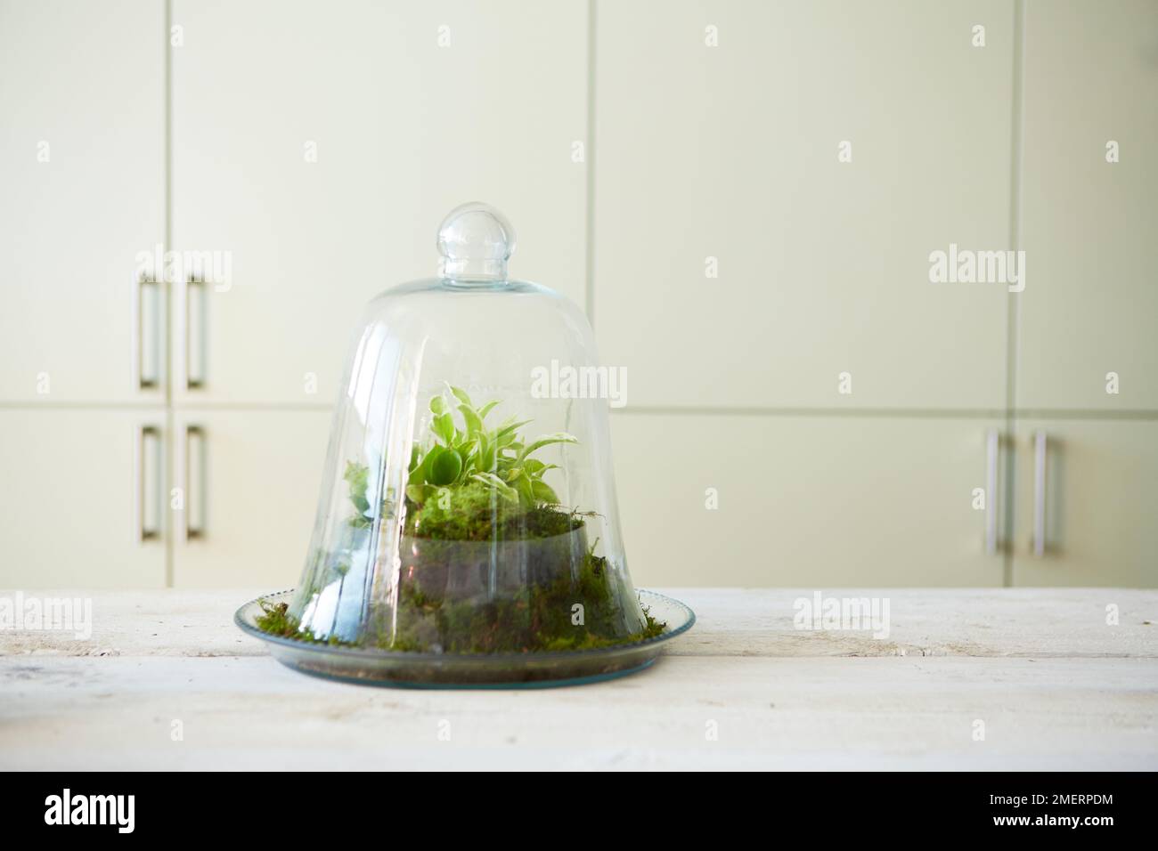 Closed glass terrarium Stock Photo Alamy