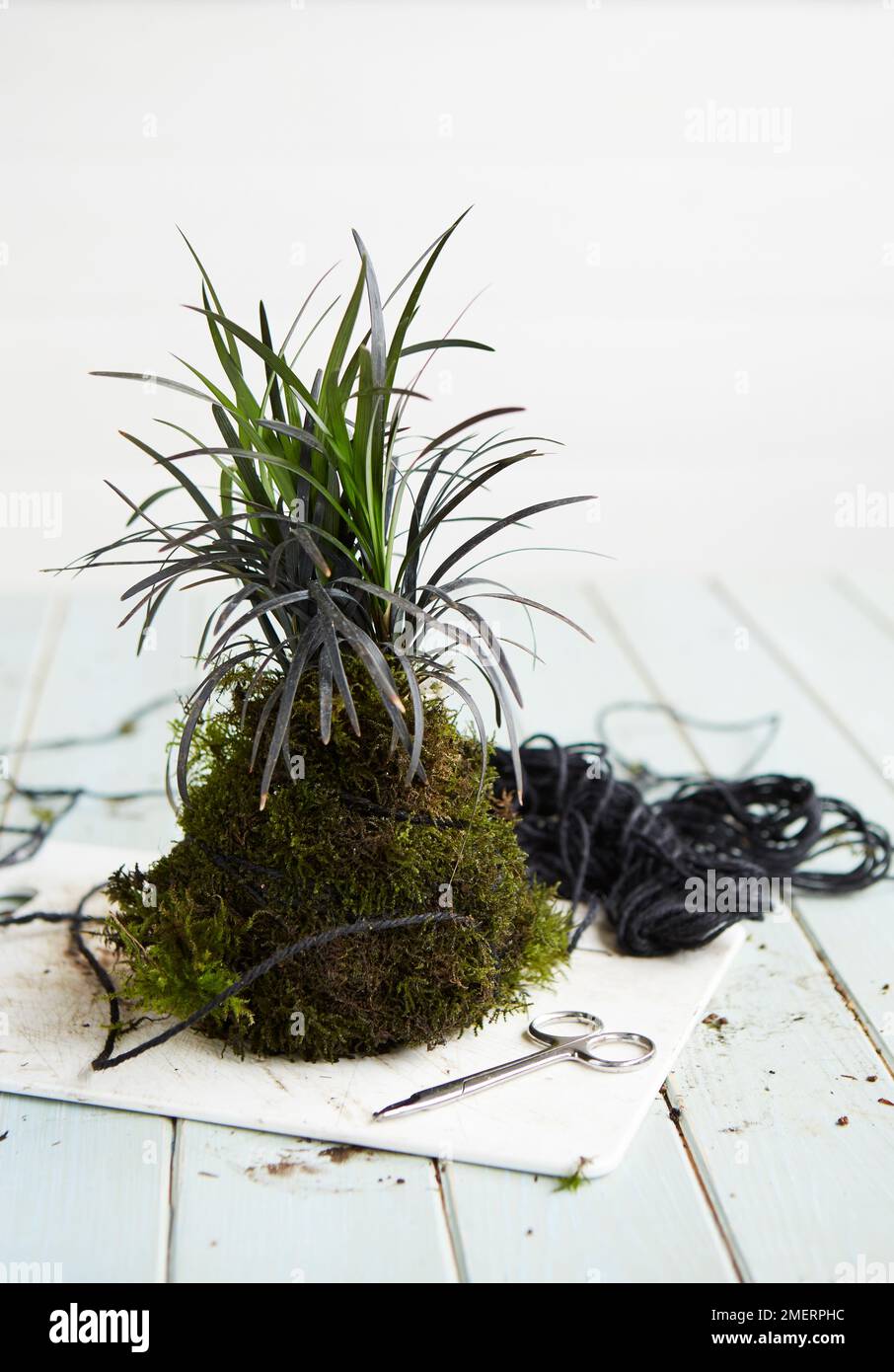 Kokedama hanging plants hires stock photography and images Alamy