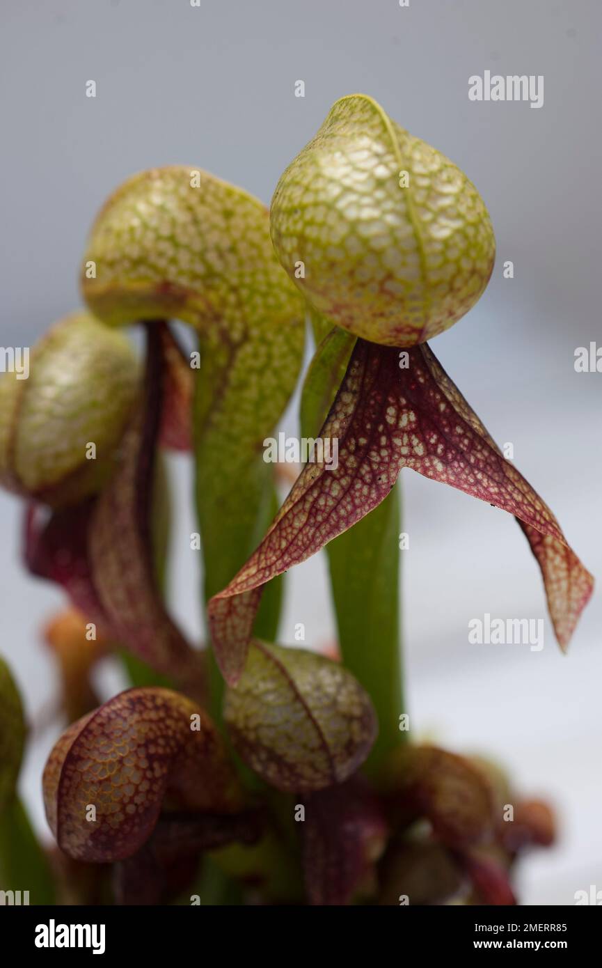 Close up of carnivorous plant, Darlingtonia Stock Photo