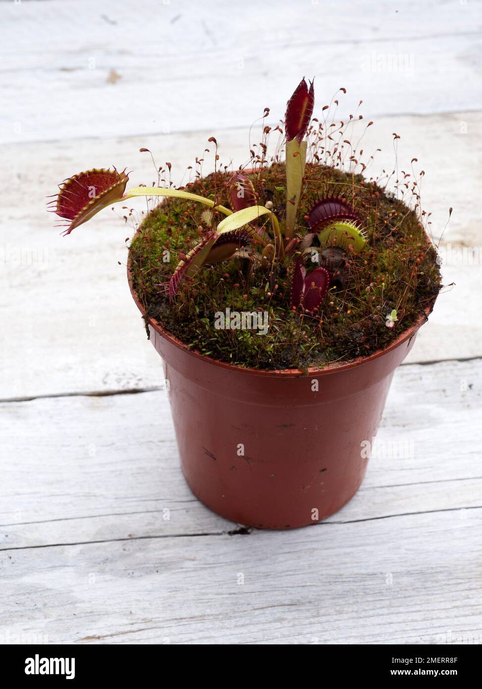 Dionaea (Venus fly trap), carnivorous plant Stock Photo Alamy