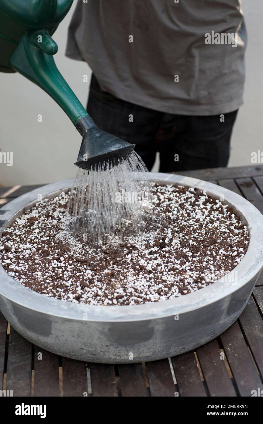 Watering the compost in a concrete container Stock Photo Alamy