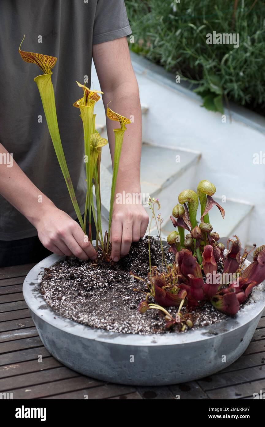 Planting carnivorous plants in position in concrete pot, Sarracenia