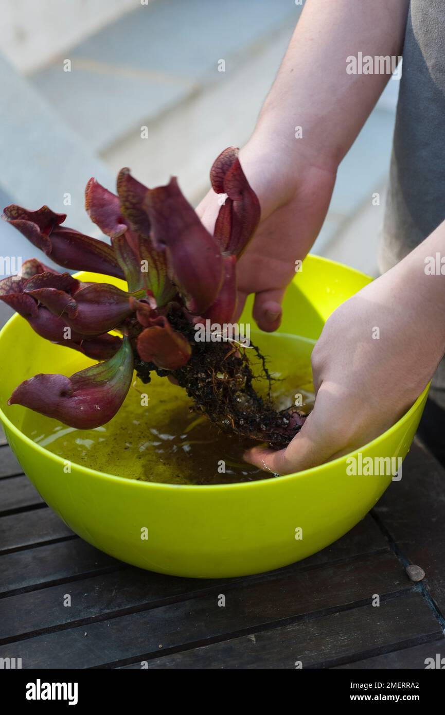 Washing the roots of a carnivorous plant Stock Photo - Alamy
