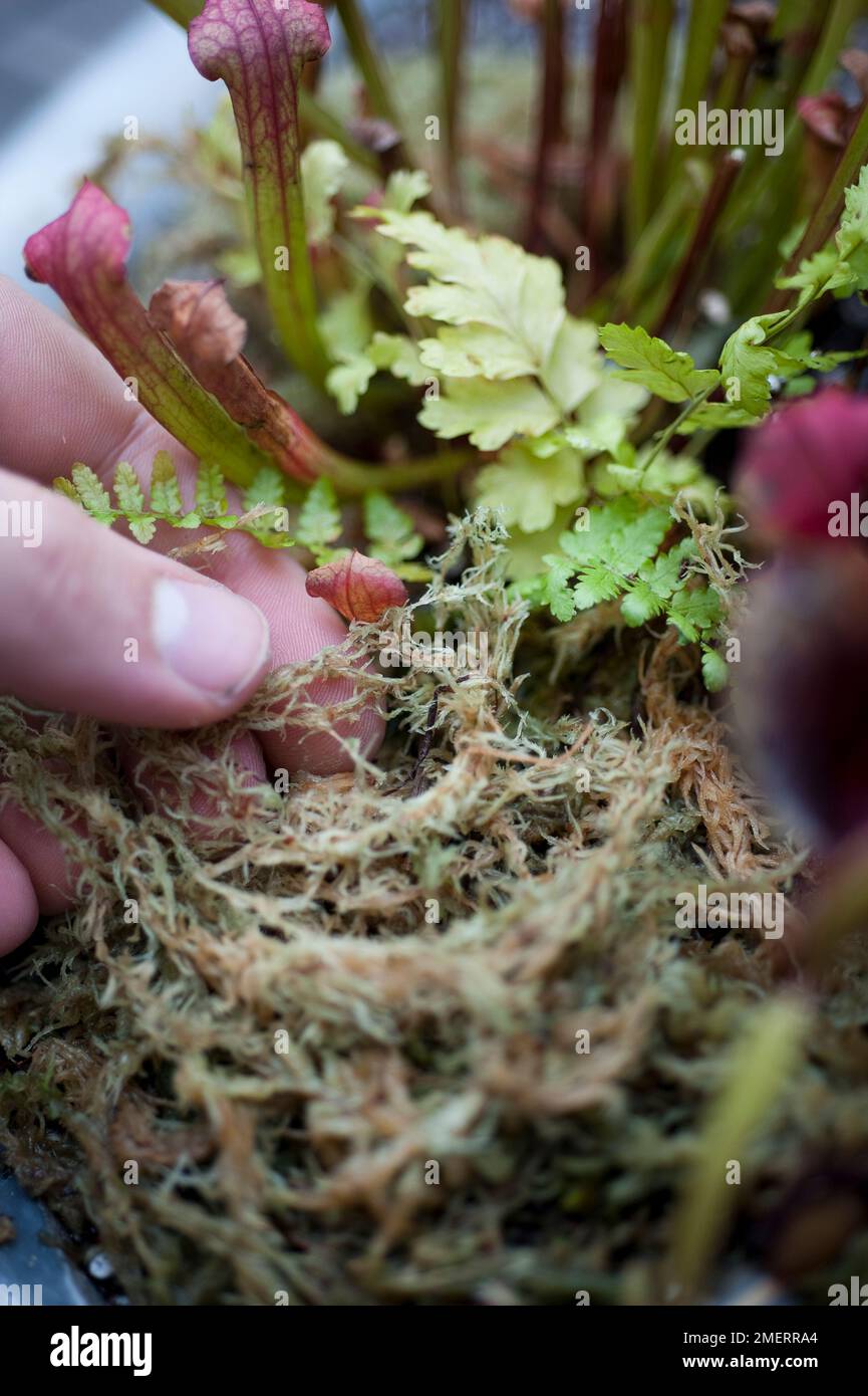 Adding sphagnum moss to pot of carnivorous plants Stock Photo Alamy