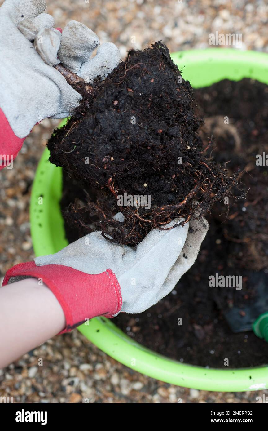 Removing fruit plant and roots from container Stock Photo Alamy