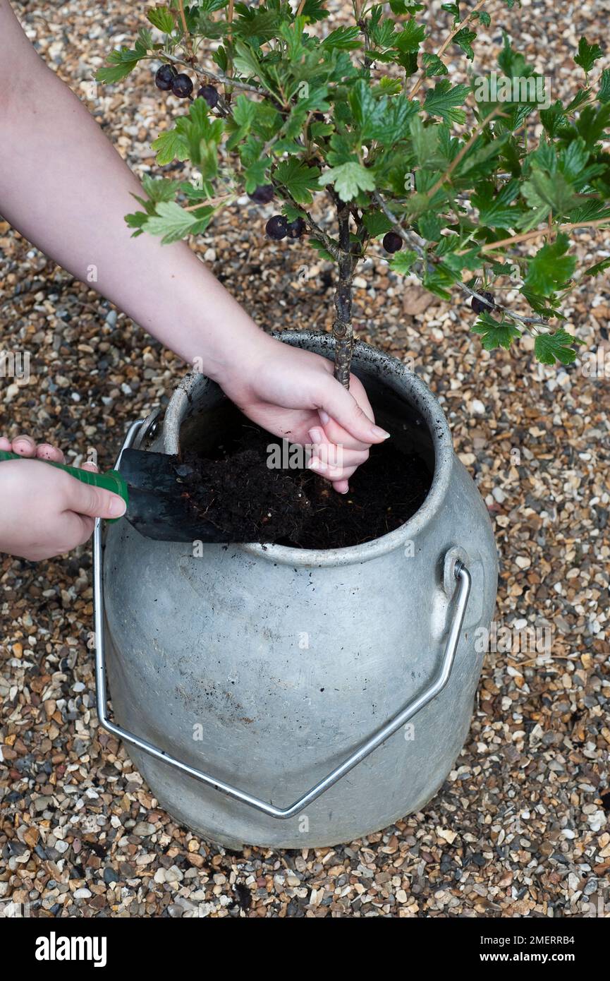 Planting fruit plant into vintage milk churn Stock Photo Alamy