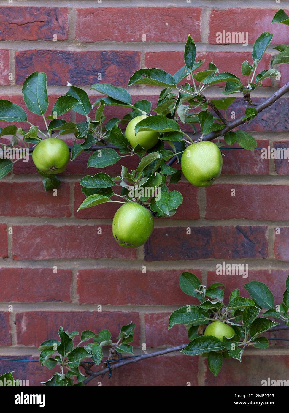 M27 rootstock apple tree trained on brick wall Stock Photo Alamy