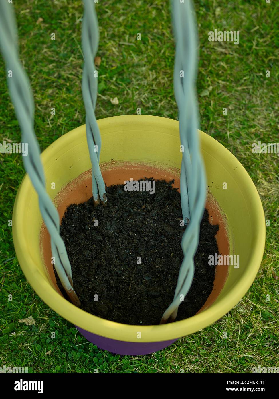 Canes in a pot of soil, plant support Stock Photo Alamy