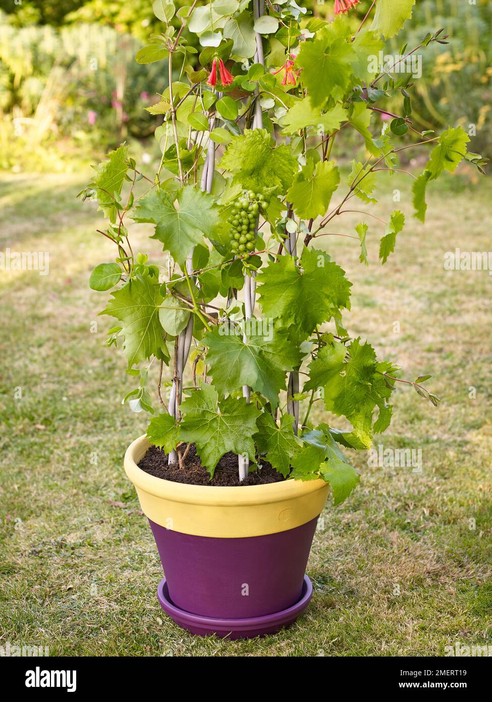 Plants in pot climbing up canes, grape 'Black Hamburgh' and Lonicera