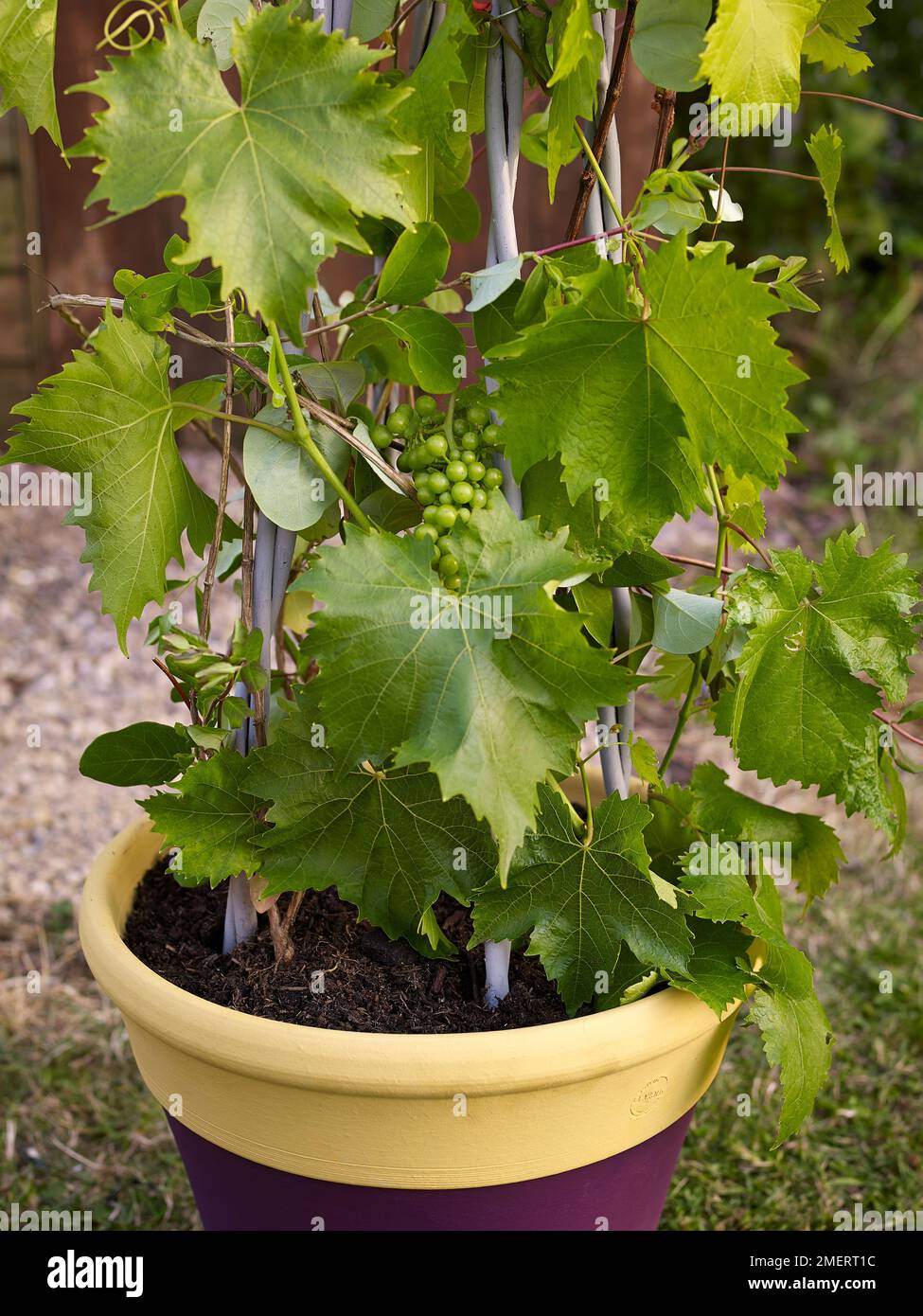 Plants in pot climbing up canes, grape 'Black Hamburgh' and Lonicera