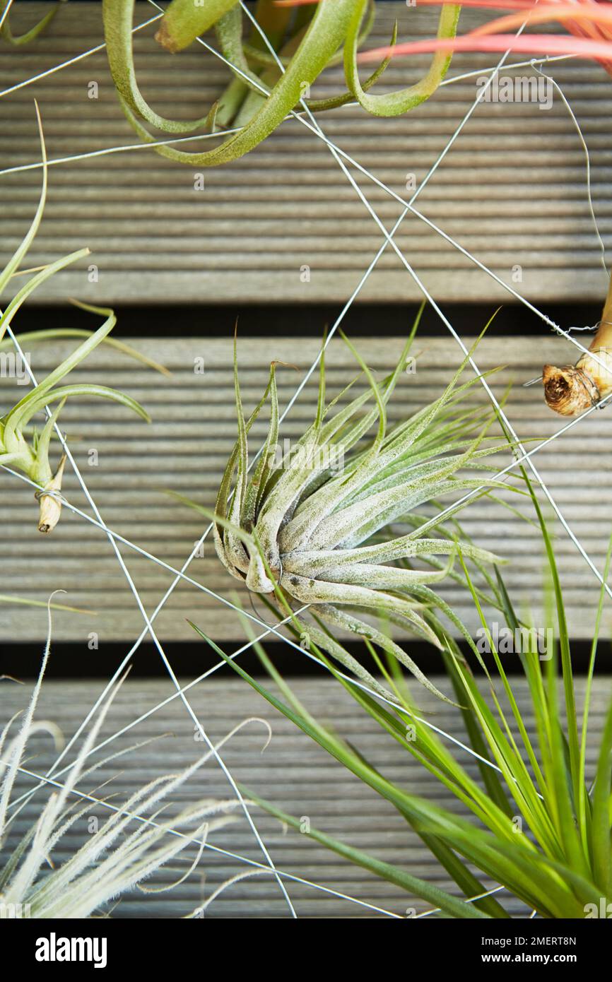 Picture of air plants hi-res stock photography and images - Alamy