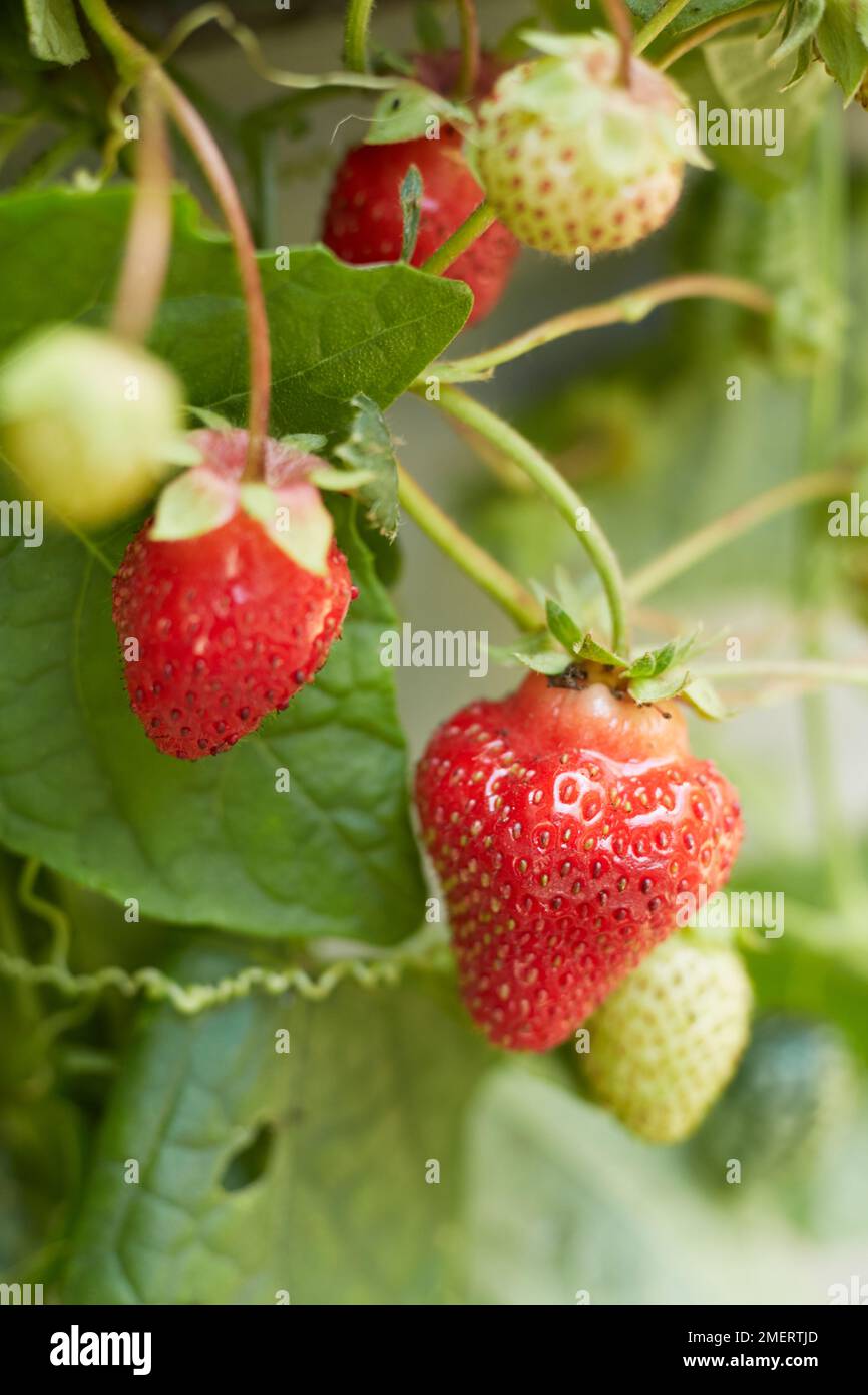 Berry close up hi-res stock photography and images - Alamy