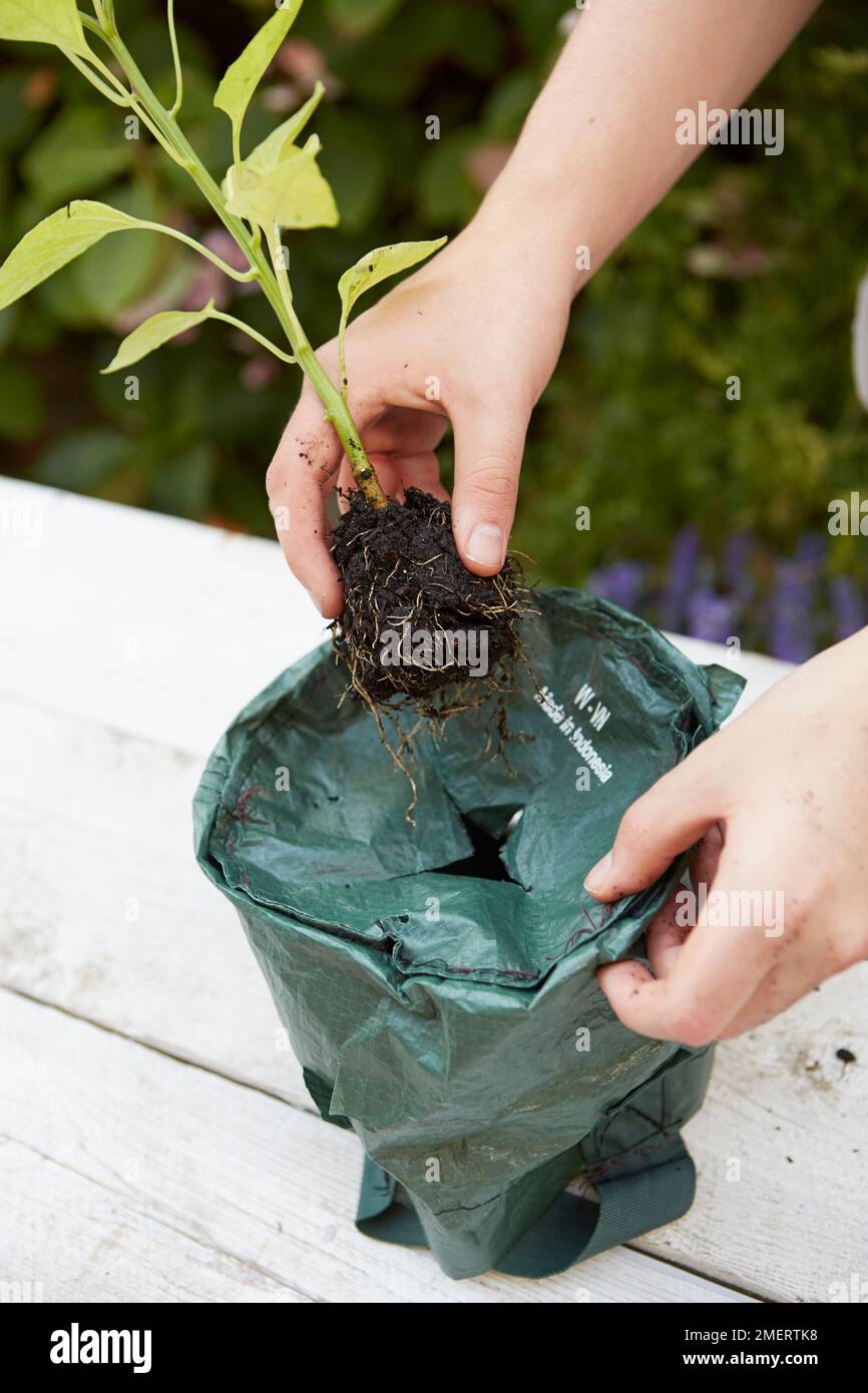 Placing plant in upside down hanging planter, through hole in liner