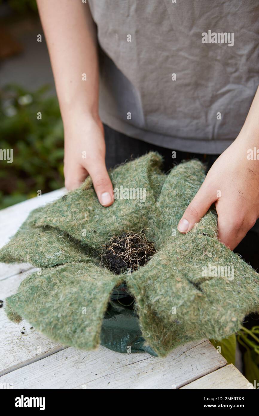 Folding hanging basket liner around root ball of upside down hanging
