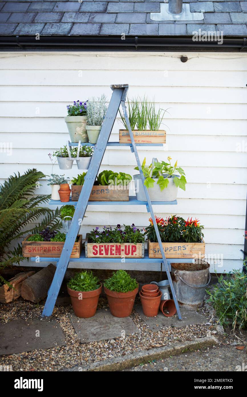 Potted plants placed on step ladder planter Stock Photo Alamy