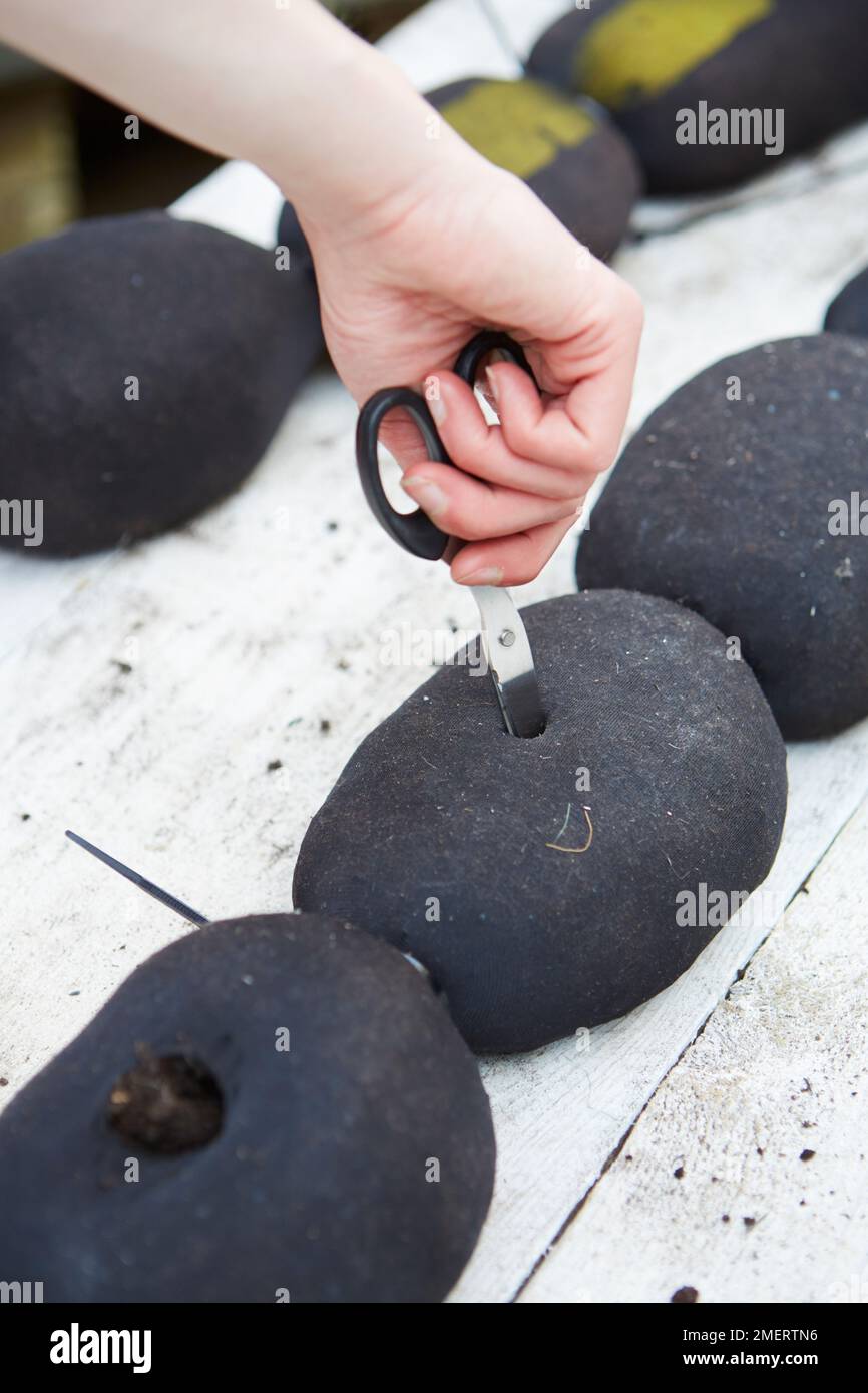 Making holes in soil hi res stock photography and images Alamy