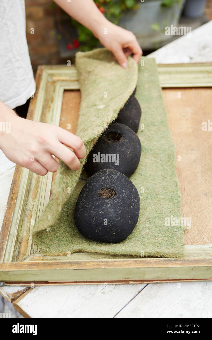 Wrapping soil filled tights in hanging basket liner, making picture