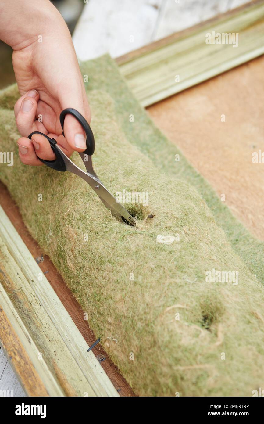 Cutting holes in soil filled tights wrapped in hanging basket liner