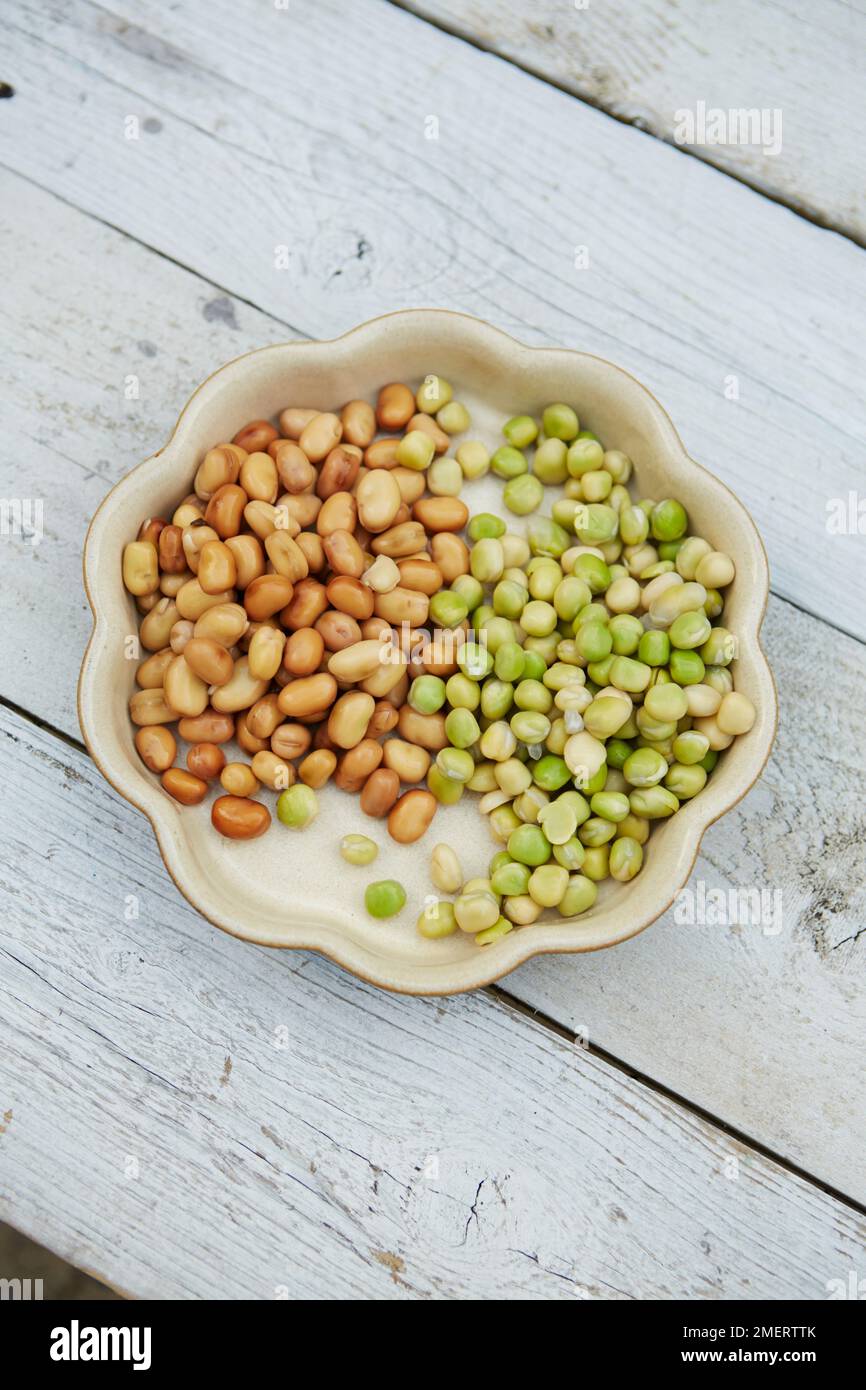 Dish of soaked beans and peas Stock Photo Alamy