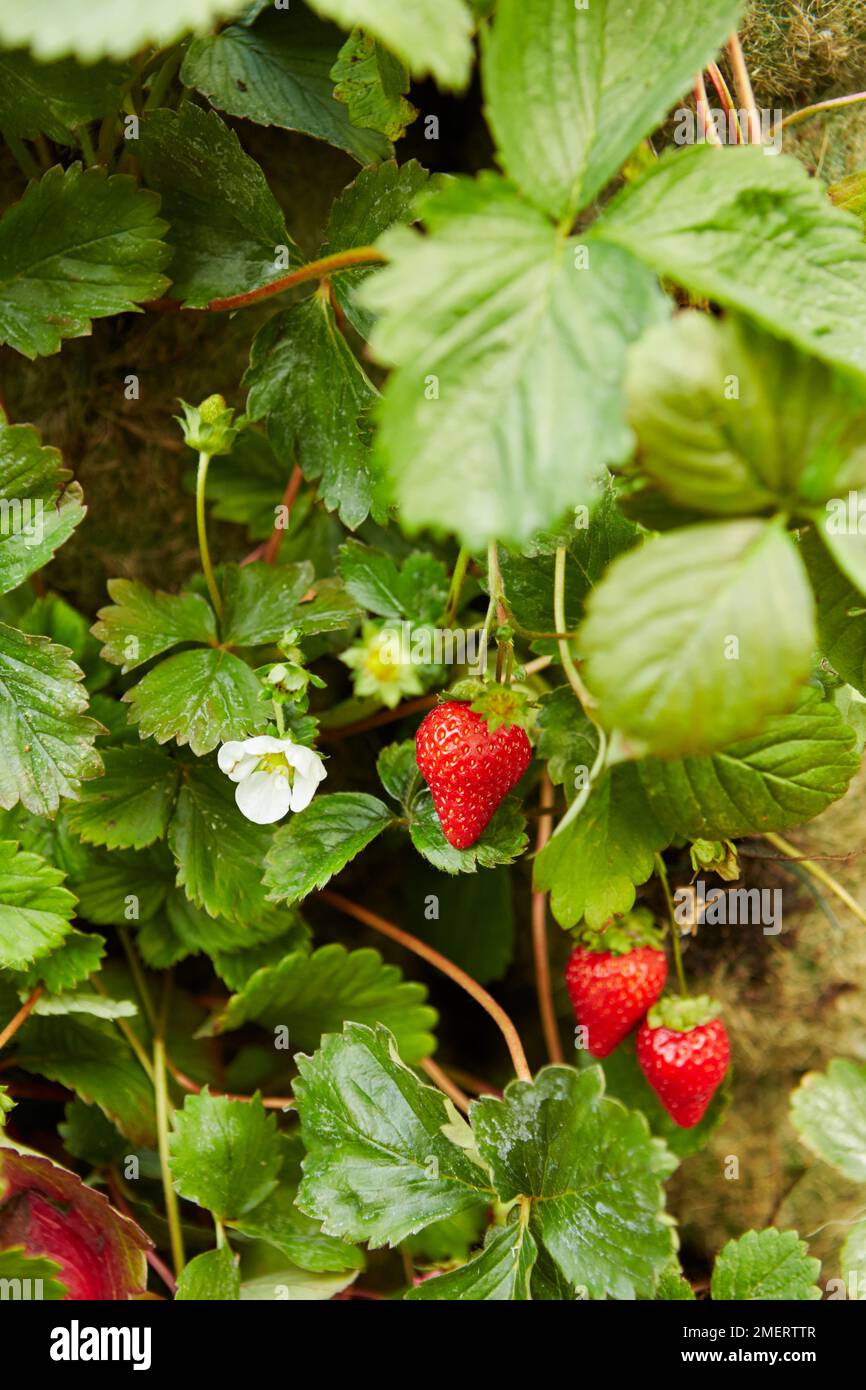 Strawberry flower buds hi-res stock photography and images - Alamy