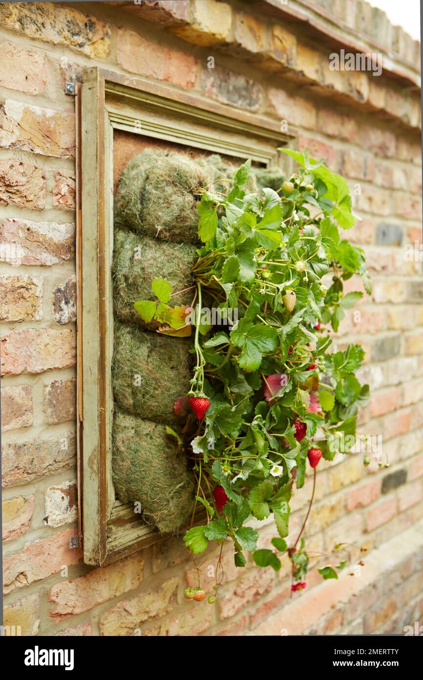 Strawberries growing on a picture frame planter Stock Photo Alamy