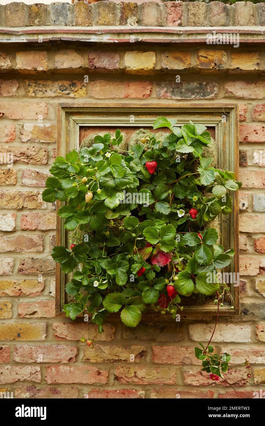 Strawberries growing on a picture frame planter Stock Photo Alamy