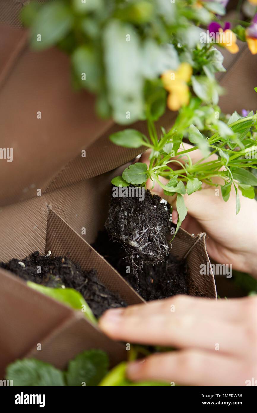 Planting Violas in hanging wall planter on balcony Stock Photo