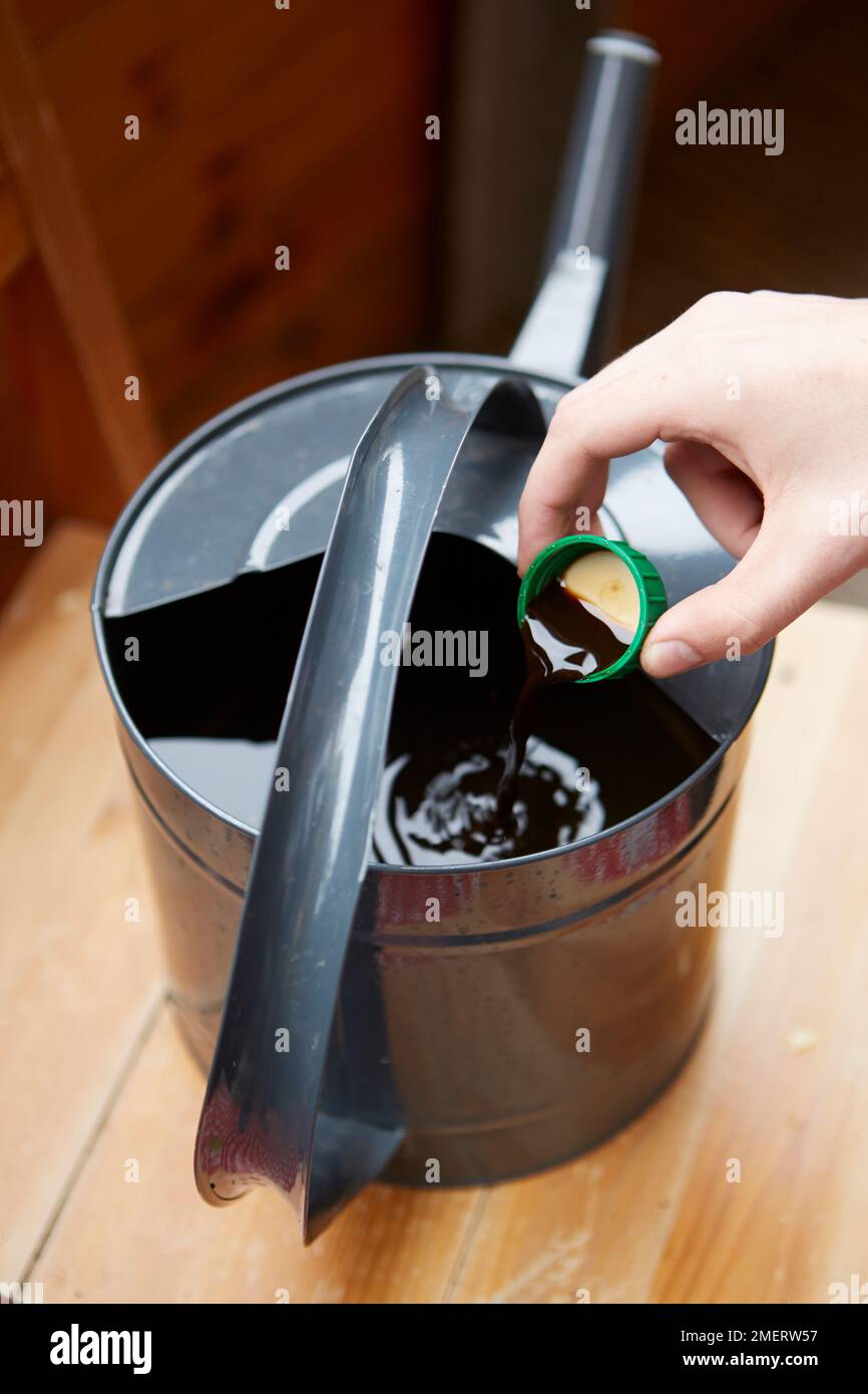 Diluting liquid fertilizer into watering can Stock Photo Alamy