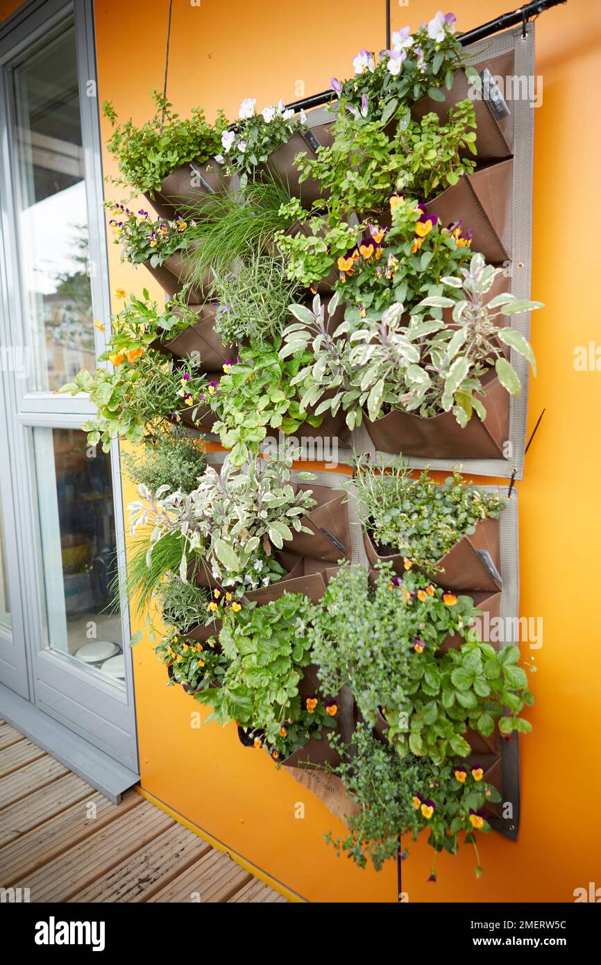 Herbs growing in hanging wall planter on balcony Stock Photo