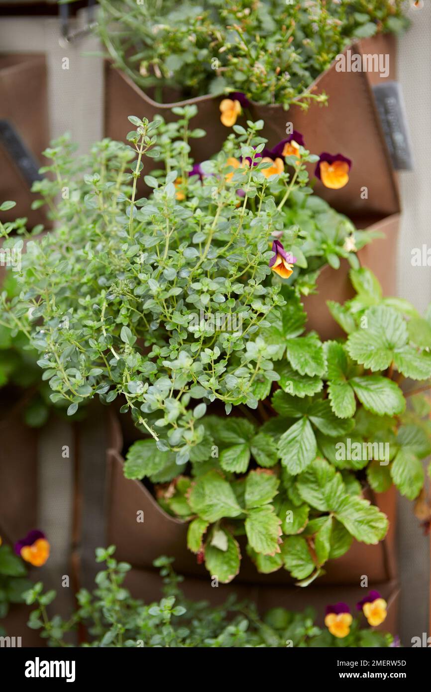 Herbs in hanging wall planter on balcony Stock Photo