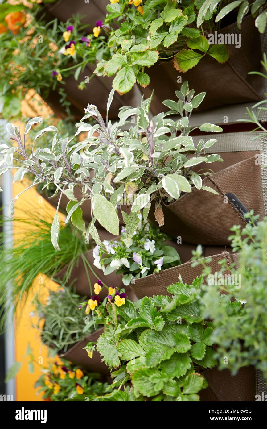 Herbs in hanging wall planter on balcony Stock Photo