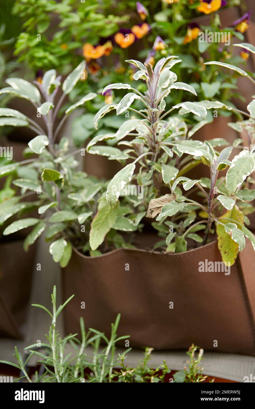 Herbs in hanging wall planter Stock Photo