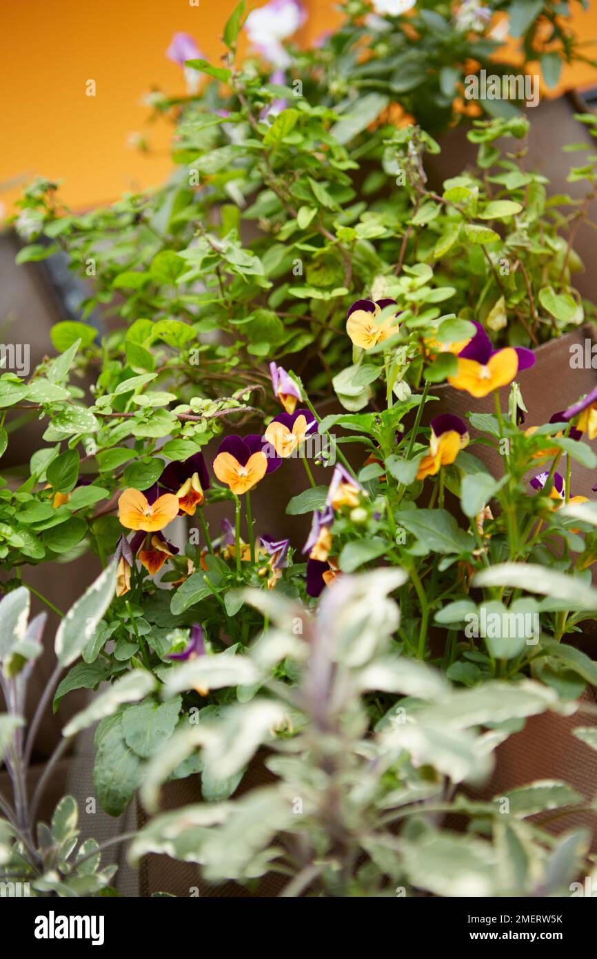 Flowers in hanging wall planter on balcony Stock Photo